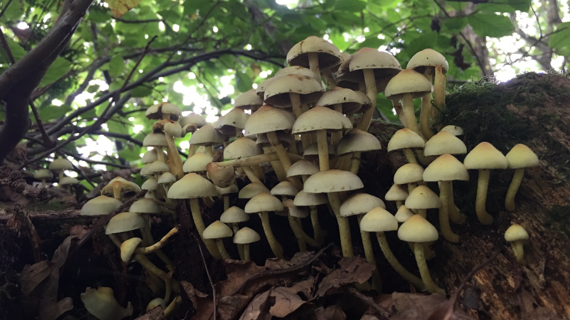mushroom city