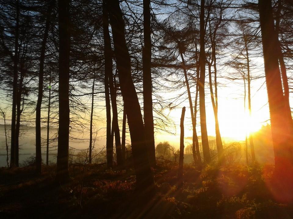sunrise in the woods